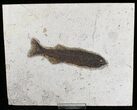 Detailed Mioplosus Fossil Fish - Inch Layer #18697-1